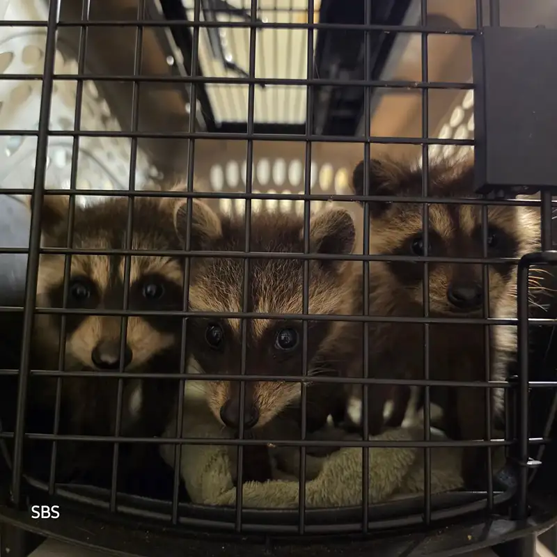 Rescue Animals