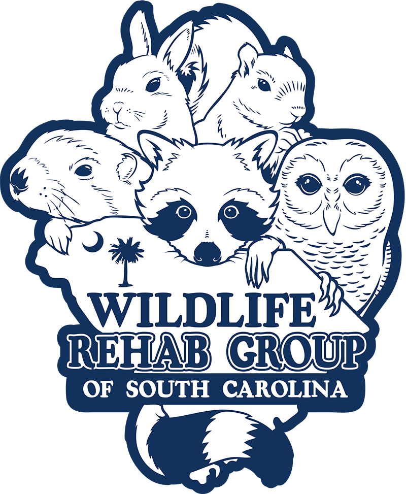 Animal Rehabilitation | Animal Rescue | Wildlife Rehab Group of South  Carolina