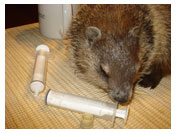 Wildlife Rehab