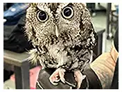 Owl